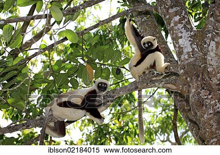 Coquerel's Sifaka or Crowned Sifaka (Propithecus coquereli), pair, Madagascar, Africa View Large Photo Image Stock Photography - Coquerel's Sifaka or Crowned Sifaka (Propithecus coquereli), pair, Madagascar, Africa. Fotosearch