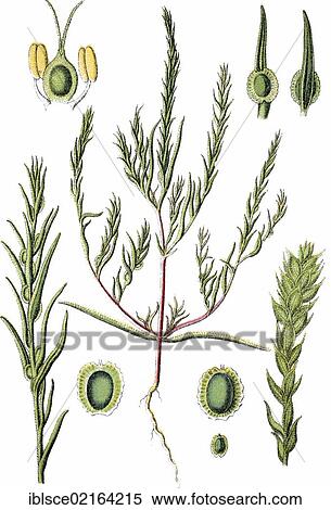 Corispermum marschallii, medicinal plant, crop plant, chromolithography, about 1870 View Large Photo Image Stock Photography - Corispermum marschallii, medicinal plant, crop plant, chromolithography, about 1870. Fotosearch