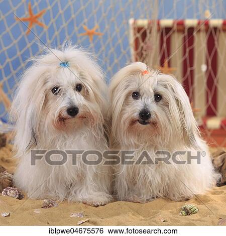 Coton de Tulear, two bitches sitting next to each other View Large Photo Image Stock Photograph - Coton de Tulear, two bitches sitting next to each other. Fotosearch