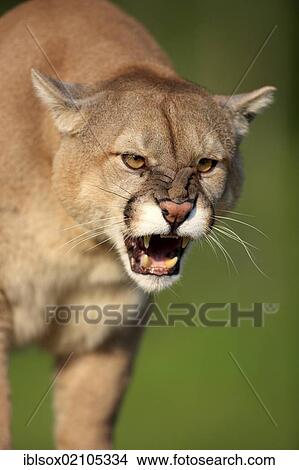 Picture - Cougar or Puma (Puma concolor, Felis concolor), adult, spitting, threatening, Minnesota, USA, North America. Fotosearch