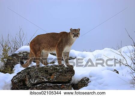 Picture - Cougar or Puma (Puma concolor, Felis concolor), adult, searching for food in the snow, Montana, USA, North America. Fotosearch