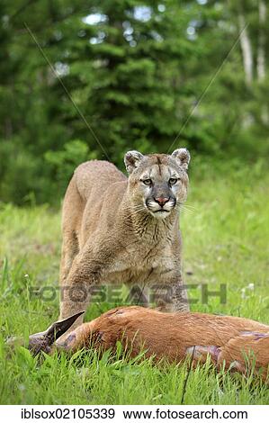 puma america