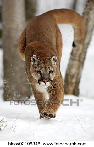 Stock Photo - Cougar or Puma (Puma concolor, Felis concolor), adult, hunting in the snow, Montana, USA, North America. Fotosearch