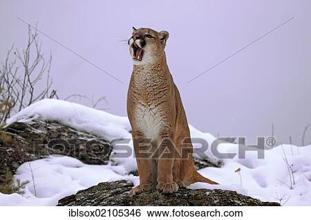 Stock Photograph - Cougar or Puma (Puma concolor, Felis concolor), adult, with mouth open, snow, Montana, USA, North America. Fotosearch