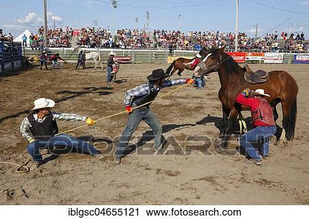 Cowboys catching a horse at the Valleyfield Rodeo, Valleyfield, Quebec Province, Canada, North America View Large Photo Image Stock Image - Cowboys catching a horse at the Valleyfield Rodeo, Valleyfield, Quebec Province, Canada, North America. Fotosearch