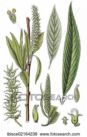 Crack willow (Salix fragilis), medicinal plant, crop plant, chromolithography, about 1870 View Large Photo Image Stock Photo - Crack willow (Salix fragilis), medicinal plant, crop plant, chromolithography, about 1870. Fotosearch