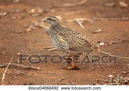 Crested francolin (Francolinus sephaena), adult foraging, Kruger National Park, South Africa, Africa View Large Photo Image Stock Image - Crested francolin (Francolinus sephaena), adult foraging, Kruger National Park, South Africa, Africa. Fotosearch