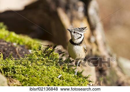 Crested tit (Lophophanes cristatus) on moss, Bad Sooden-Allendorf, Hesse, Germany, Europe View Large Photo Image Stock Photo - Crested tit (Lophophanes cristatus) on moss, Bad Sooden-Allendorf, Hesse, Germany, Europe. Fotosearch