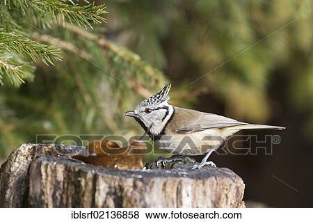 Stock Photo - Crested tit (Lophophanes cristatus) on a tree stump, Bad Sooden-Allendorf, Hesse, Germany, Europe. Fotosearch