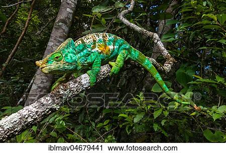 Cristifer Chameleon (Calumma parsonii cristifer), male on branch, Analamazoatra, Andasibe National Park, Madagascar, Africa View Large Photo Image Stock Image - Cristifer Chameleon (Calumma parsonii cristifer), male on branch, Analamazoatra, Andasibe National Park, Madagascar, Africa. Fotosearch
