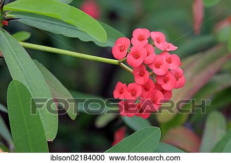 Stock Image - Crown of Thorns (Euphorbia milii), flowering, Nosy Be, Madagascar, Africa. Fotosearch