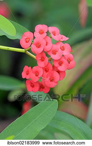 Crown of Thorns (Euphorbia milii), flowering, Nosy Be, Madagascar, Africa View Large Photo Image Stock Photo - Crown of Thorns (Euphorbia milii), flowering, Nosy Be, Madagascar, Africa. Fotosearch