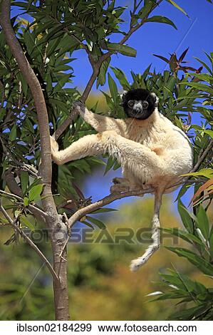 Crowned Sifaka (Propithecus coronatus), adult, Madagascar, Africa View Large Photo Image Stock Photo - Crowned Sifaka (Propithecus coronatus), adult, Madagascar, Africa. Fotosearch