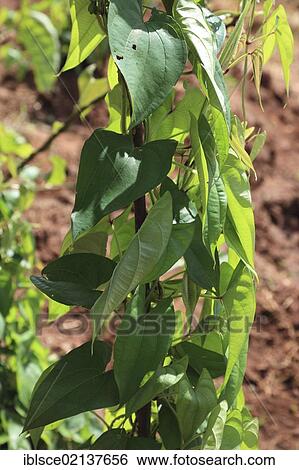 Cultivtion of Yams (Dioscorea), Zanzibar, Tanzania, Africa View Large Photo Image Stock Photograph - Cultivtion of Yams (Dioscorea), Zanzibar, Tanzania, Africa. Fotosearch