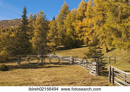 Picture - Cultural landscape with larches, Laerchenwiesen larch meadows, Obernbergtal, Tyrol, Austria, Europe. Fotosearch