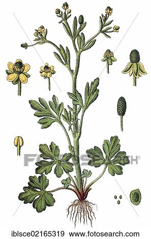 Cursed Buttercup (Ranunculus sceleratus), medicinal plant, useful plant, chromolithograph, circa 1790 View Large Photo Image Stock Photo - Cursed Buttercup (Ranunculus sceleratus), medicinal plant, useful plant, chromolithograph, circa 1790. Fotosearch