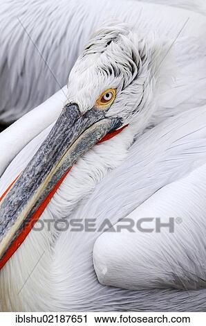 Dalmatian Pelican (Pelecanus crispus), Lake Kerkini, Greece, Europe View Large Photo Image Stock Image - Dalmatian Pelican (Pelecanus crispus), Lake Kerkini, Greece, Europe. Fotosearch