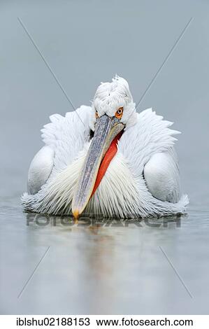 Stock Image - Dalmatian Pelican (Pelecanus crispus), Lake Kerkini, Greece, Europe. Fotosearch