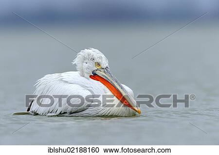 Stock Image - Dalmatian Pelican (Pelecanus crispus), Lake Kerkini, Greece, Europe. Fotosearch