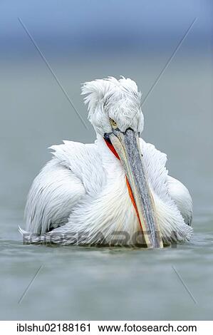 Dalmatian Pelican (Pelecanus crispus), Lake Kerkini, Greece, Europe View Large Photo Image Stock Image - Dalmatian Pelican (Pelecanus crispus), Lake Kerkini, Greece, Europe. Fotosearch