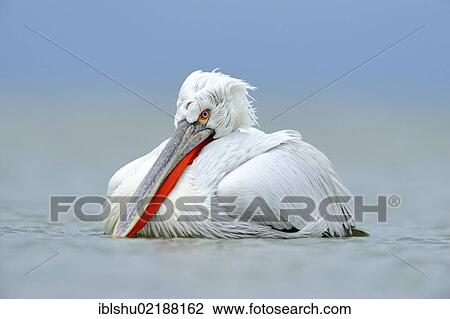 Stock Image - Dalmatian Pelican (Pelecanus crispus), Lake Kerkini, Greece, Europe. Fotosearch