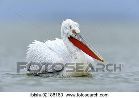 Dalmatian Pelican (Pelecanus crispus), Lake Kerkini, Greece, Europe View Large Photo Image Stock Image - Dalmatian Pelican (Pelecanus crispus), Lake Kerkini, Greece, Europe. Fotosearch