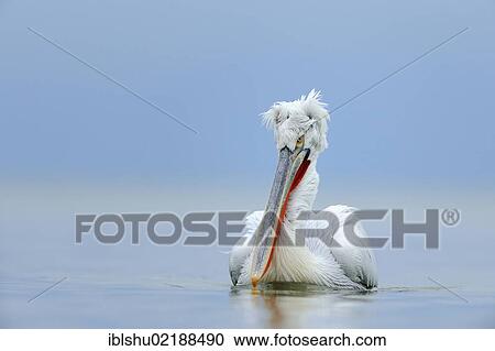 Stock Image - Dalmatian Pelican (Pelecanus crispus), Lake Kerkini, Greece, Europe. Fotosearch