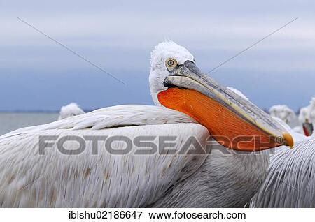 Dalmatian Pelican (Pelecanus crispus), Lake Kerkini, Greece, Europe View Large Photo Image Stock Photo - Dalmatian Pelican (Pelecanus crispus), Lake Kerkini, Greece, Europe. Fotosearch