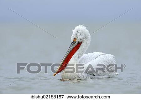 Dalmatian Pelican (Pelecanus crispus), Lake Kerkini, Greece, Europe View Large Photo Image Stock Photo - Dalmatian Pelican (Pelecanus crispus), Lake Kerkini, Greece, Europe. Fotosearch