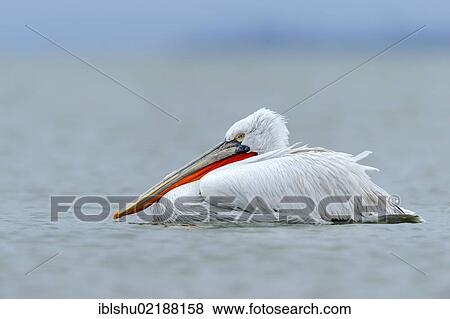 Stock Photo - Dalmatian Pelican (Pelecanus crispus), Lake Kerkini, Greece, Europe. Fotosearch