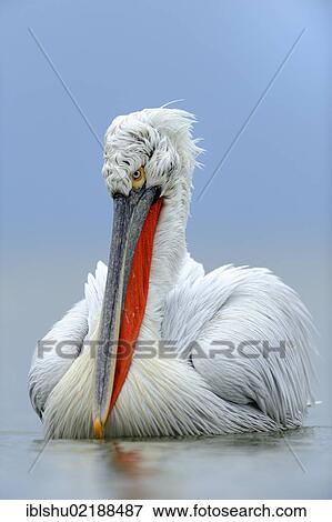 Dalmatian Pelican (Pelecanus crispus) in breeding plumage, Lake Kerkini, Greece, Europe View Large Photo Image Stock Photo - Dalmatian Pelican (Pelecanus crispus) in breeding plumage, Lake Kerkini, Greece, Europe. Fotosearch