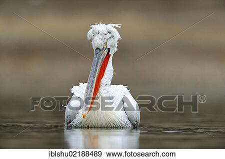 Stock Photo - Dalmatian Pelican (Pelecanus crispus), Lake Kerkini, Greece, Europe. Fotosearch