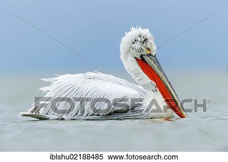 Dalmatian Pelican (Pelecanus crispus), Lake Kerkini, Greece, Europe View Large Photo Image Stock Photography - Dalmatian Pelican (Pelecanus crispus), Lake Kerkini, Greece, Europe. Fotosearch