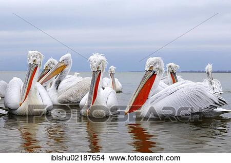 Picture - Dalmatian Pelicans (Pelecanus crispus), in breeding plumage, Lake Kerkini, Greece, Europe. Fotosearch