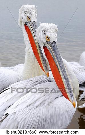 Stock Image - Dalmatian Pelicans (Pelecanus crispus), in breeding plumage, Lake Kerkini, Greece, Europe. Fotosearch