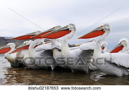 Stock Image - Dalmatian Pelicans (Pelecanus crispus), in breeding plumage, Lake Kerkini, Greece, Europe. Fotosearch
