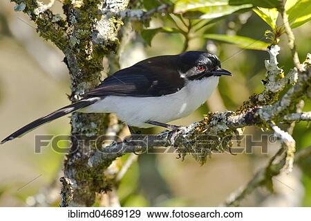 Dark-backed sibia (Heterophasia melanoleuca), Doi Inthanon, Chiang Mai Province, Thailand, Asia View Large Photo Image Stock Photo - Dark-backed sibia (Heterophasia melanoleuca), Doi Inthanon, Chiang Mai Province, Thailand, Asia. Fotosearch