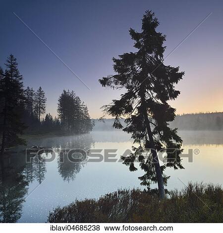 Stock Photo - Dawn at the Oder pond, morning mist, spruce forest on the shore, Harz National Park, Lower Saxony, Germany, Europe. Fotosearch