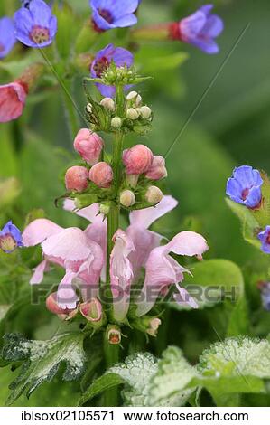 Dead Nettle (Lamium album), flowering, Germany, Europe View Large Photo Image Stock Image - Dead Nettle (Lamium album), flowering, Germany, Europe. Fotosearch