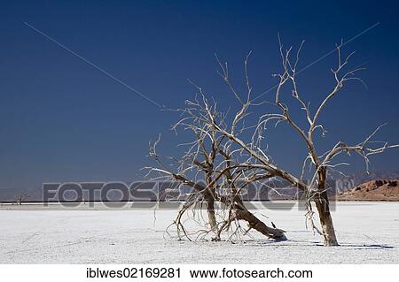 Stock Image - Dead trees on a salt-encrusted flat left by the falling level of the Salton Sea, Sonny Bono Salton Sea National Wildlife Refuge, Calipatria, California, USA, North America. Fotosearch
