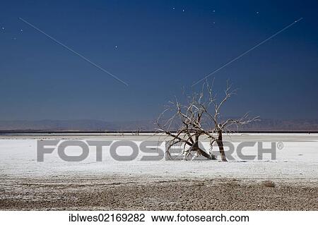 Stock Image - Dead trees on a salt-encrusted flat left by the falling level of the Salton Sea, Sonny Bono Salton Sea National Wildlife Refuge, Calipatria, California, USA, North America. Fotosearch