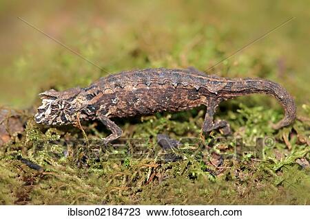 Decary's Leaf Chameleon (Brookesia decaryi), female, foraging, Madagascar, Africa View Large Photo Image Stock Image - Decary's Leaf Chameleon (Brookesia decaryi), female, foraging, Madagascar, Africa. Fotosearch