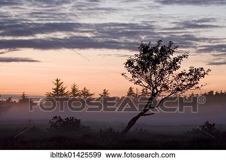 Decidous tree in evening light, Denmark, Europe View Large Photo Image Stock Photo - Decidous tree in evening light, Denmark, Europe. Fotosearch