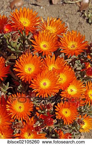 Stock Image - Desert Rose (Trichodiadema spec), flowering. Fotosearch