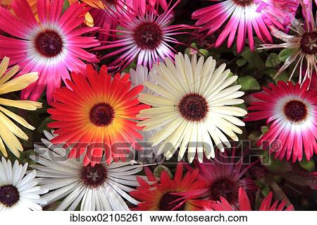 Stock Image - Desert Rose (Trichodiadema spec), flowering. Fotosearch