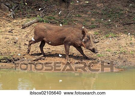 Stock Image - Desert warthog (Phacochoerus aethiopicus), Mkuze, Natal, South Africa, Africa. Fotosearch