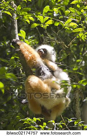 Stock Photo - Diademed Sifaka or Simpona (Propithecus diadema), with young sitting on tree branch, feeding, Madagascar, Africa. Fotosearch