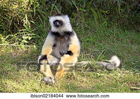 Picture - Diademed Sifaka (Propithecus diadema), adult, Madagascar, Africa. Fotosearch