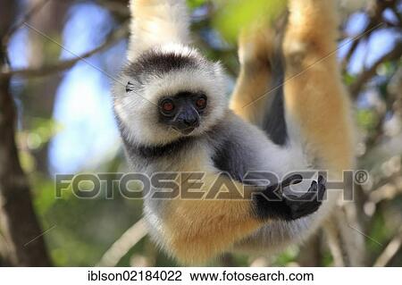 Diademed Sifaka (Propithecus diadema), adult, Madagascar, Africa View Large Photo Image Stock Image - Diademed Sifaka (Propithecus diadema), adult, Madagascar, Africa. Fotosearch