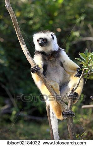 Diademed Sifaka (Propithecus diadema), adult, Madagascar, Africa View Large Photo Image Stock Image - Diademed Sifaka (Propithecus diadema), adult, Madagascar, Africa. Fotosearch